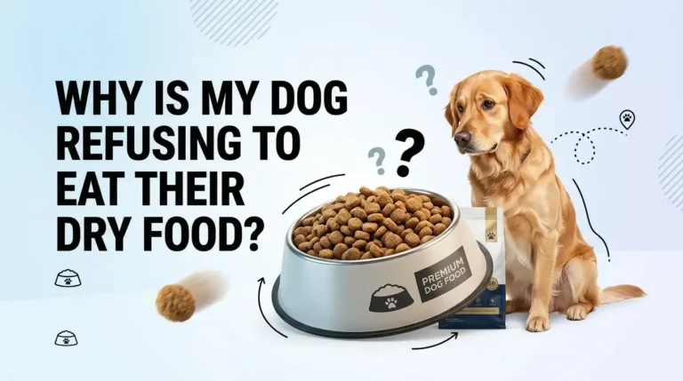 Why Is My Dog Refusing To Eat Their Dry Food?
