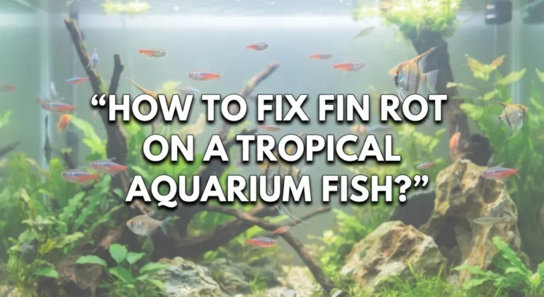 How To Fix Fin Rot On A Tropical Aquarium Fish?