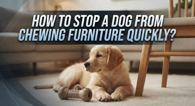 How To Stop A Dog From Chewing Furniture Quickly?