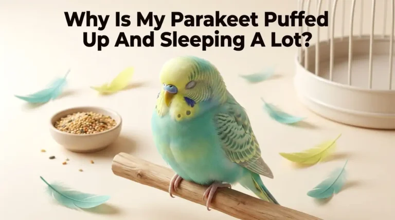 Why Is My Parakeet Puffed Up And Sleeping A Lot?