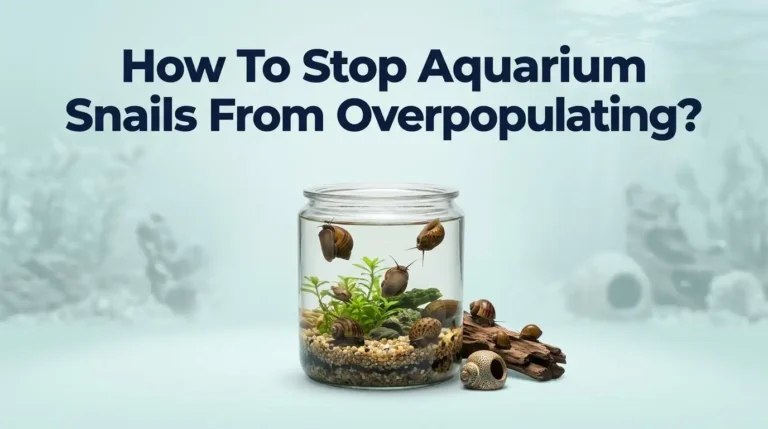 How To Stop Aquarium Snails From Overpopulating?