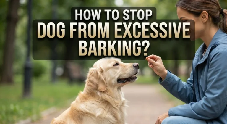 How to Stop Dog From Excessive Barking? A Complete Guide